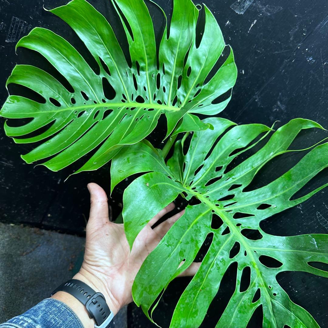 a*i様 モンステラデリシオーサマクロコズム超希少系統鉢植え61㎝