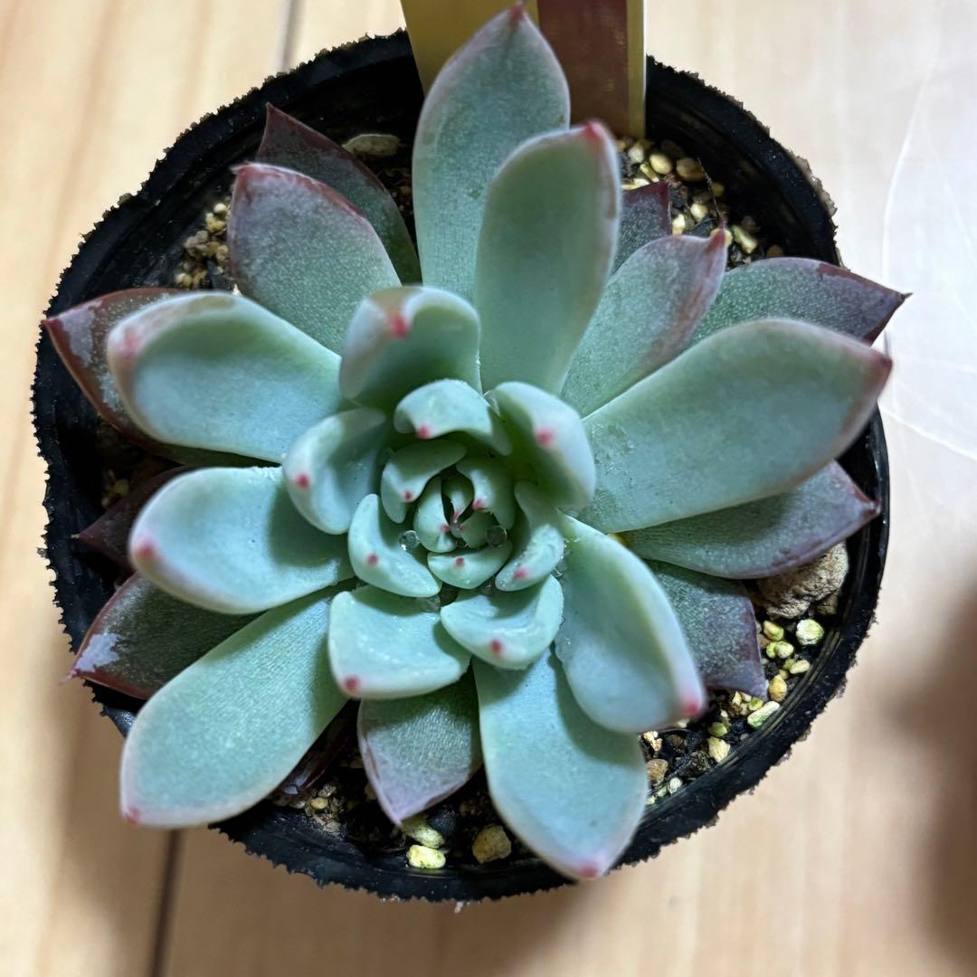 はるち　おらいさん苗 ミックスベリア 青鬼 と桜鬼2セット札付き 多肉植物