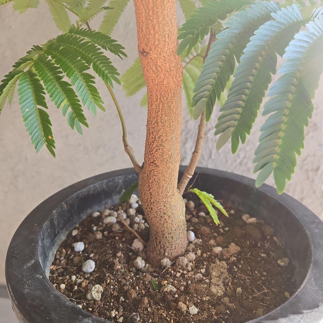 ④　エバーフレッシュ　8号特大苗木最高等級極上品　極太　‼️