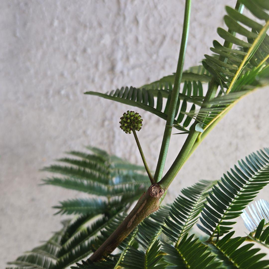 ④　エバーフレッシュ　8号特大苗木最高等級極上品　極太　‼️