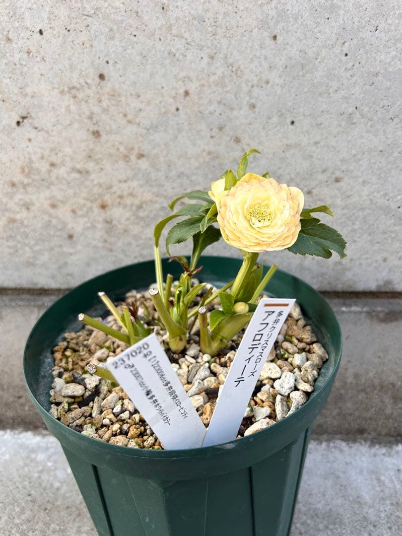 認定アフロディーテ　クリスマスローズ