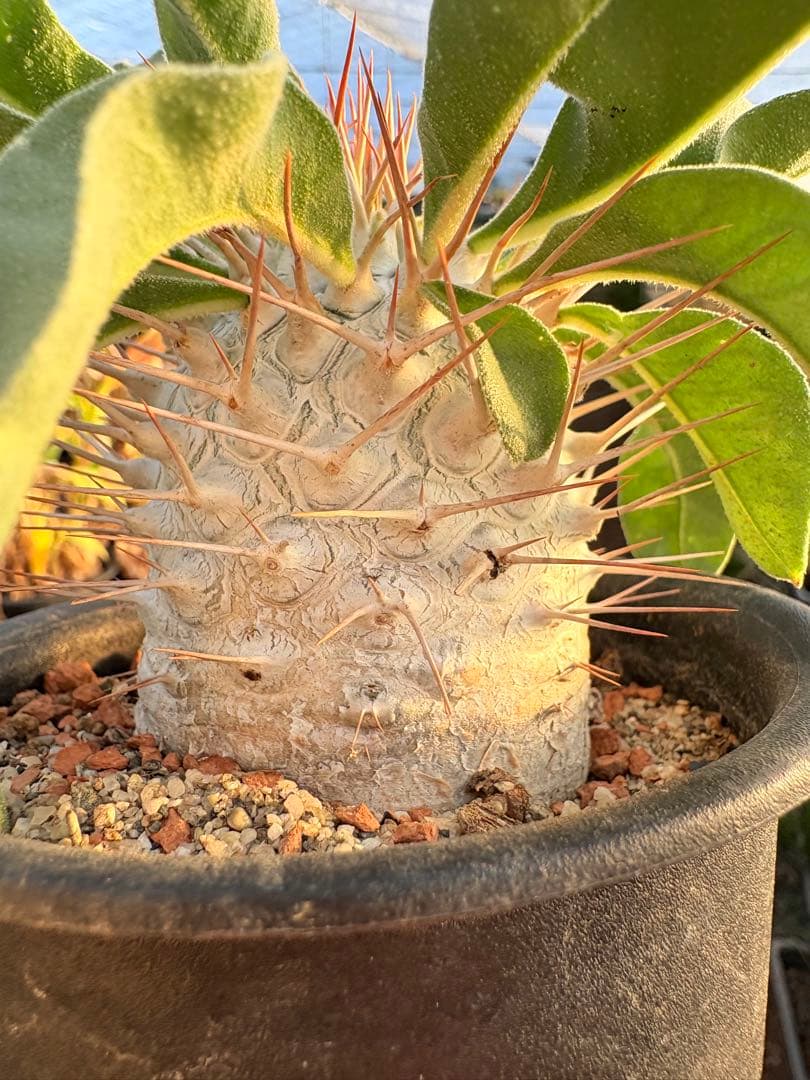 パキポディウム ナマクアナム 光堂　国内実生　美株