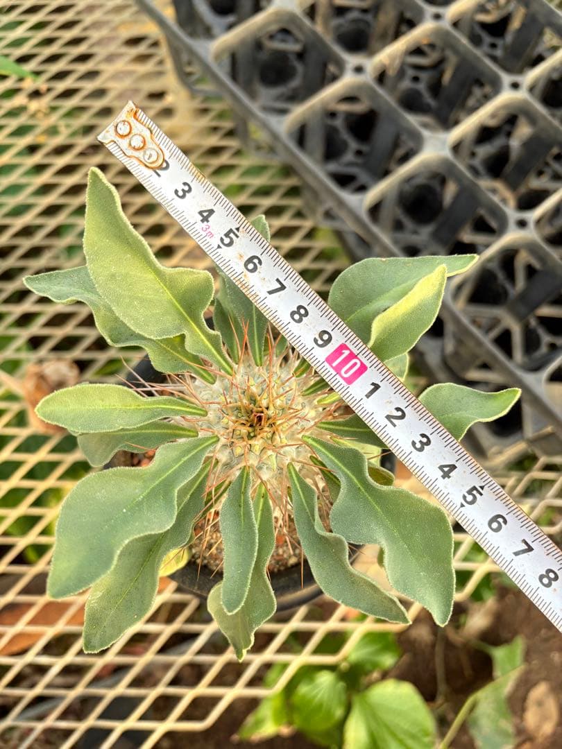 パキポディウム ナマクアナム 光堂　国内実生　美株