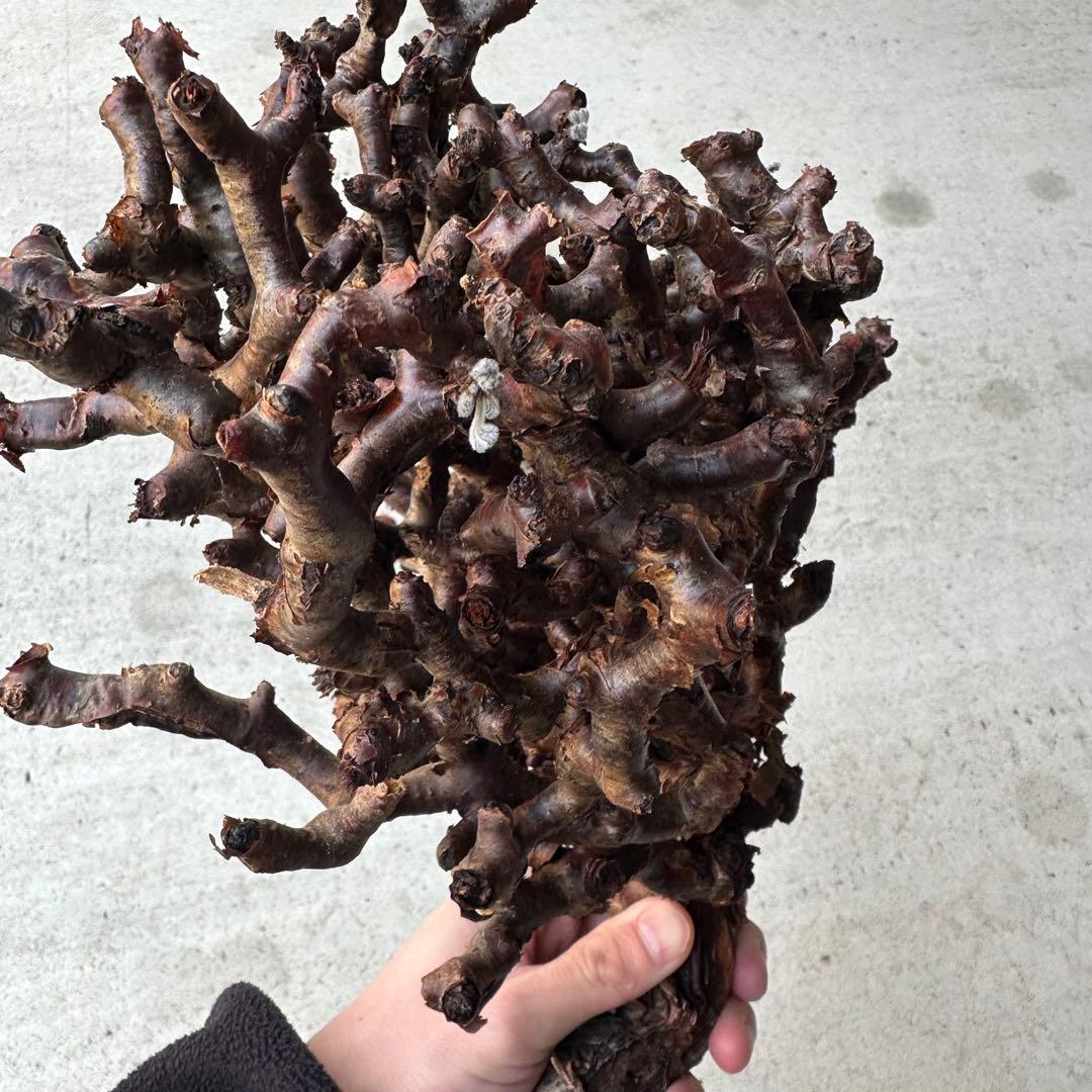 カ*】様 ペラゴニウム ミラビレ 未発根 到着新鮮株！！