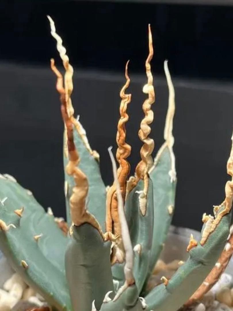 【極上・陽炎】アガベ ユタエンシス エボリスピナ（うねり棘）