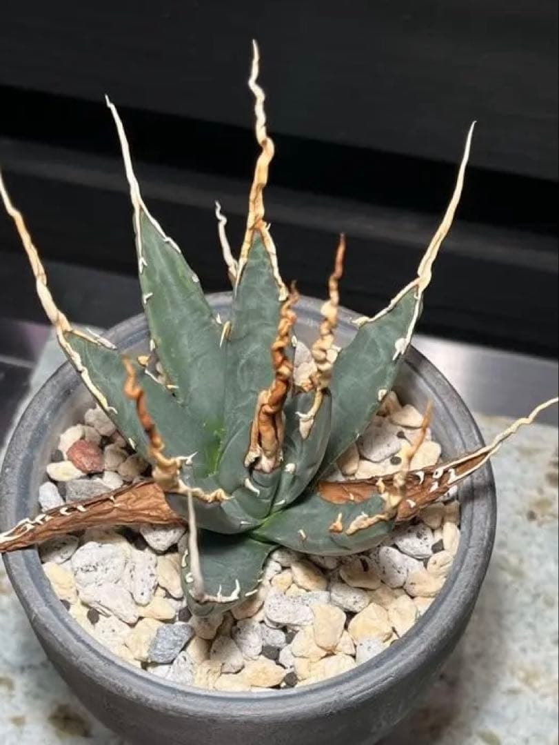 【極上・陽炎】アガベ ユタエンシス エボリスピナ（うねり棘）