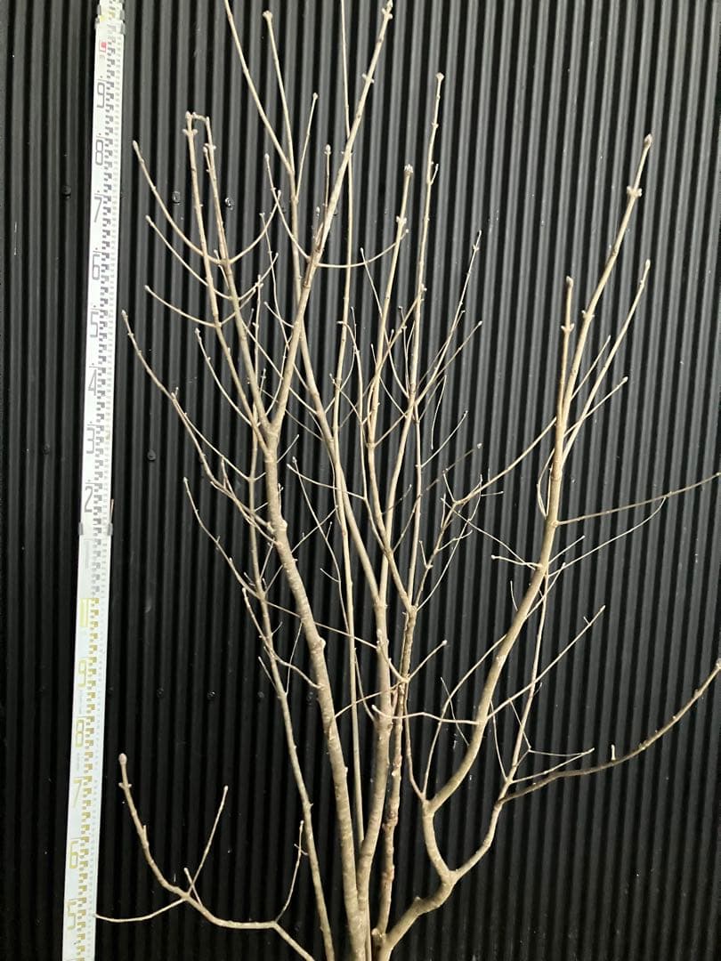 バヤシ 山採り　アオダモ　j