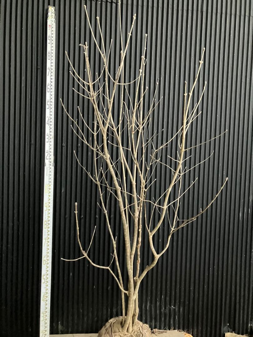 バヤシ 山採り　アオダモ　j