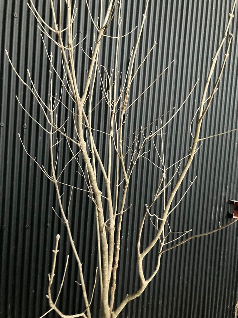 バヤシ 山採り　アオダモ　j