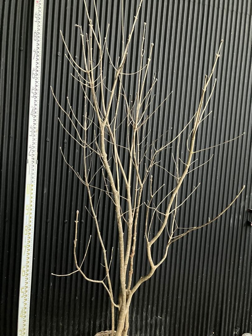 バヤシ 山採り　アオダモ　j