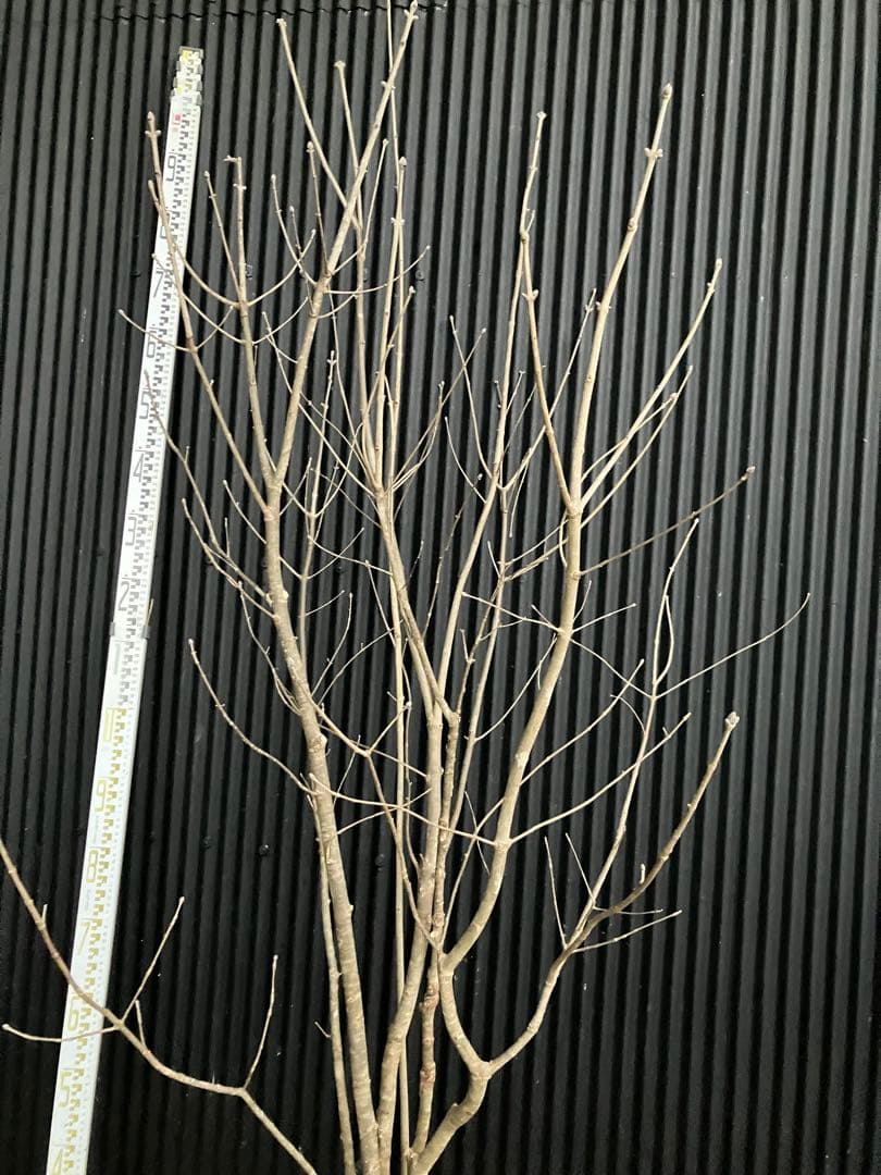 バヤシ 山採り　アオダモ　j