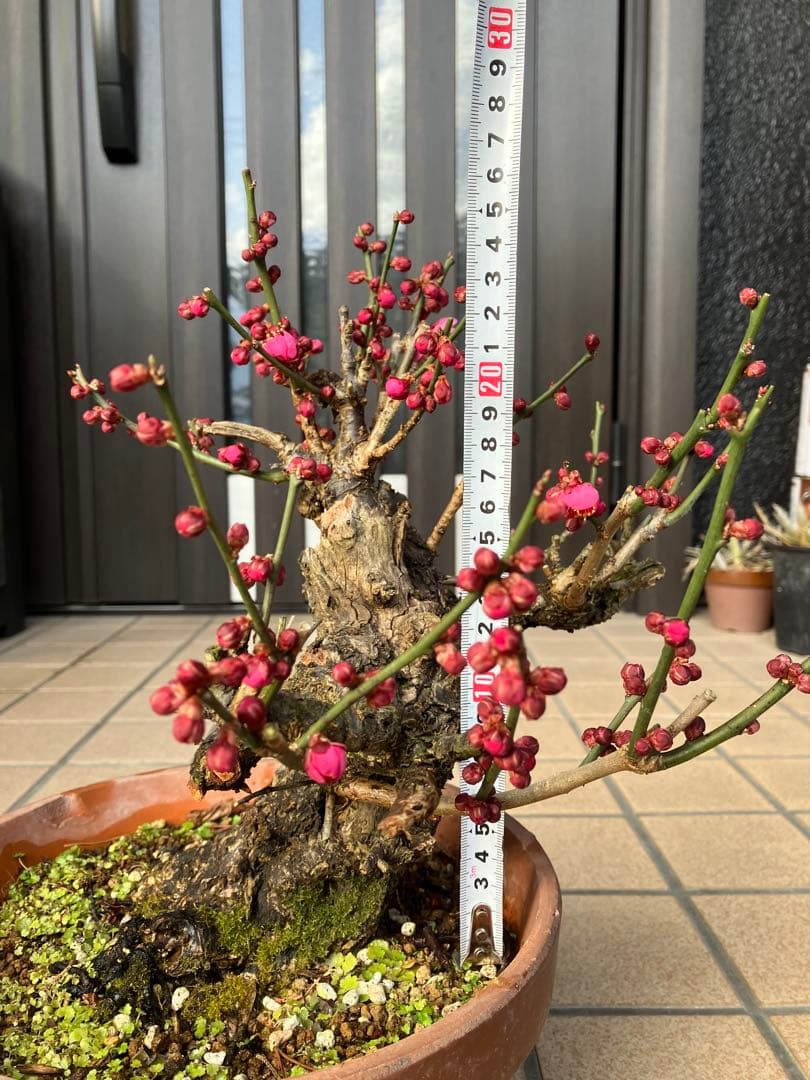 緋梅盆栽　超極太　樹齢30年位　★超大特価 滅多に出ない極上品 早いもの勝ち★