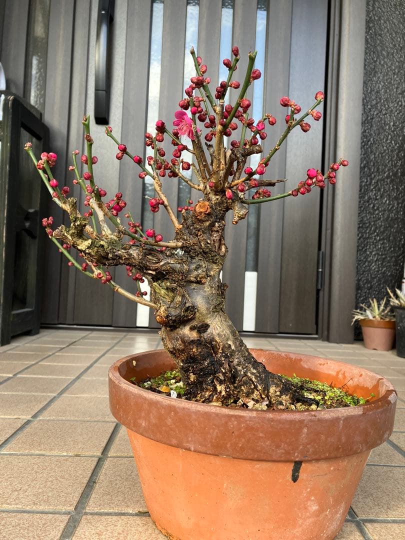 緋梅盆栽　超極太　樹齢30年位　★超大特価 滅多に出ない極上品 早いもの勝ち★