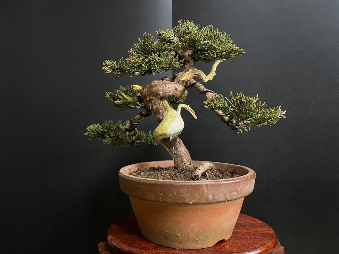 真柏盆栽　糸魚川真柏　捻転シャリ　小品盆栽　樹高20cm 素材