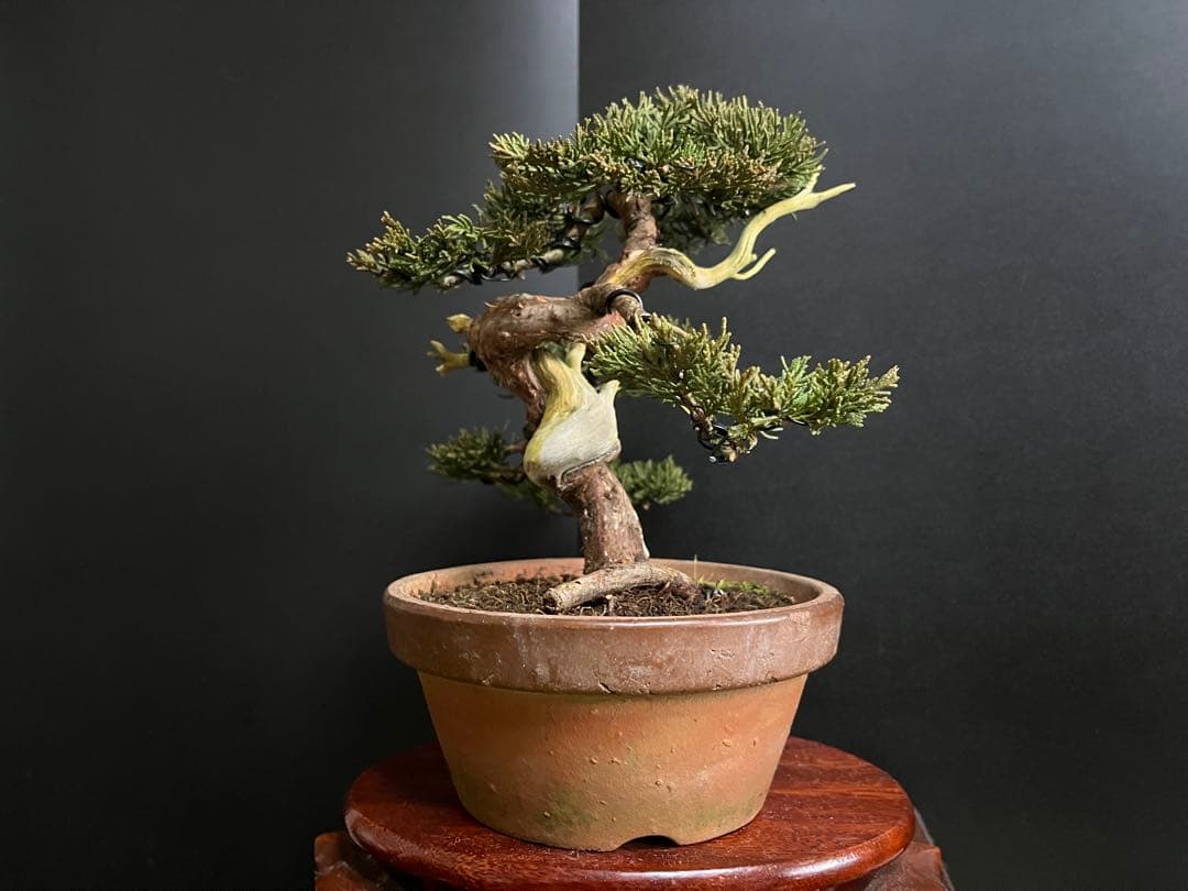 真柏盆栽　糸魚川真柏　捻転シャリ　小品盆栽　樹高20cm 素材