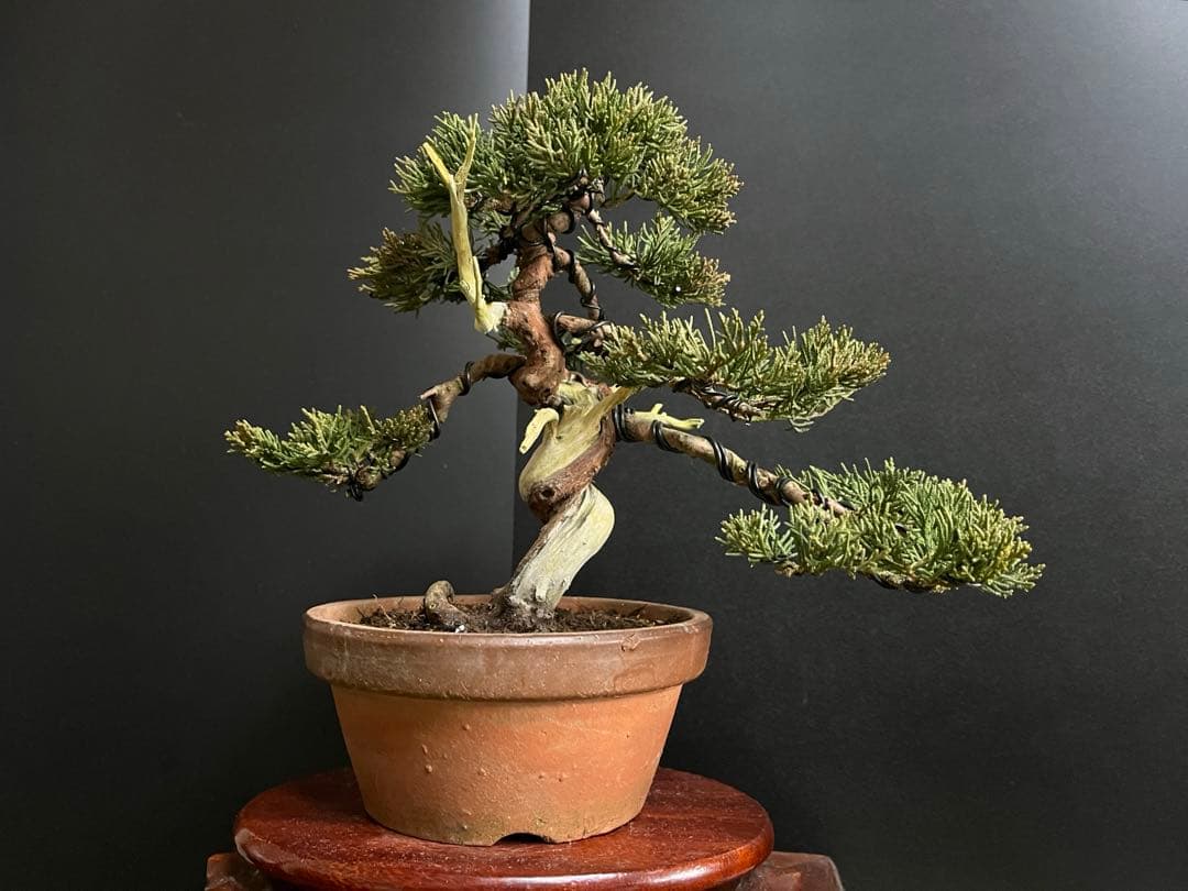 真柏盆栽　糸魚川真柏　捻転シャリ　小品盆栽　樹高20cm 素材