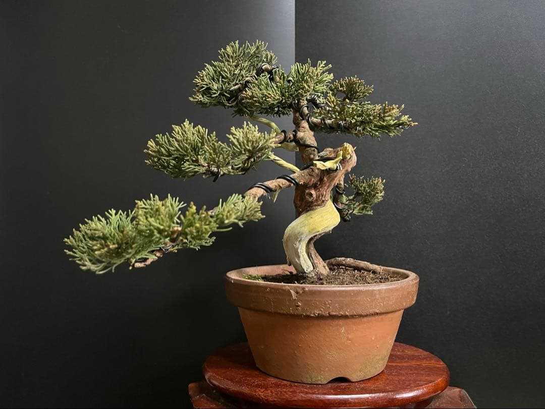 真柏盆栽　糸魚川真柏　捻転シャリ　小品盆栽　樹高20cm 素材