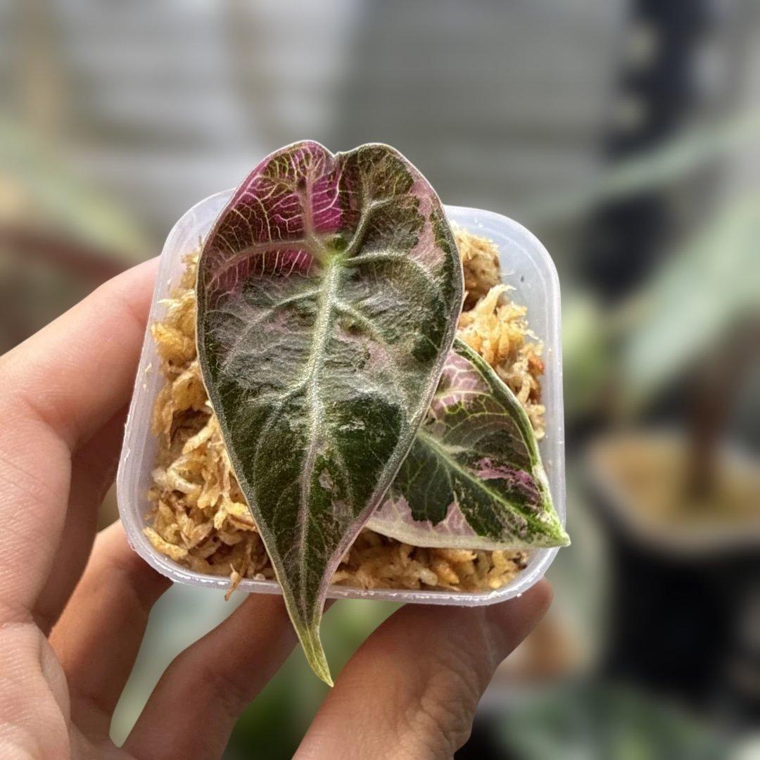 美株 アロカシア ワトソニアナピンク