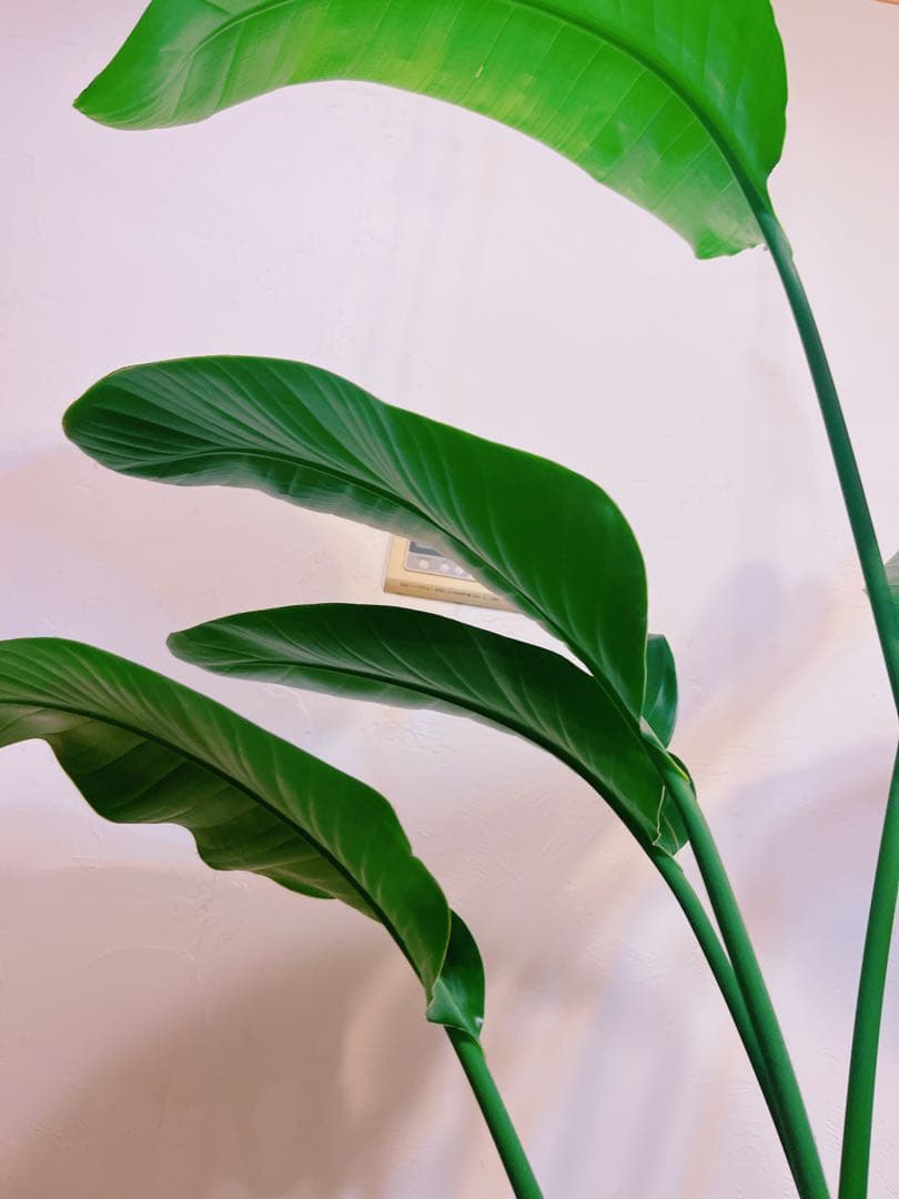 激安！　ストレチア　オーガスタ A 大型❗️ 177センチ　10号鉢 観葉植物