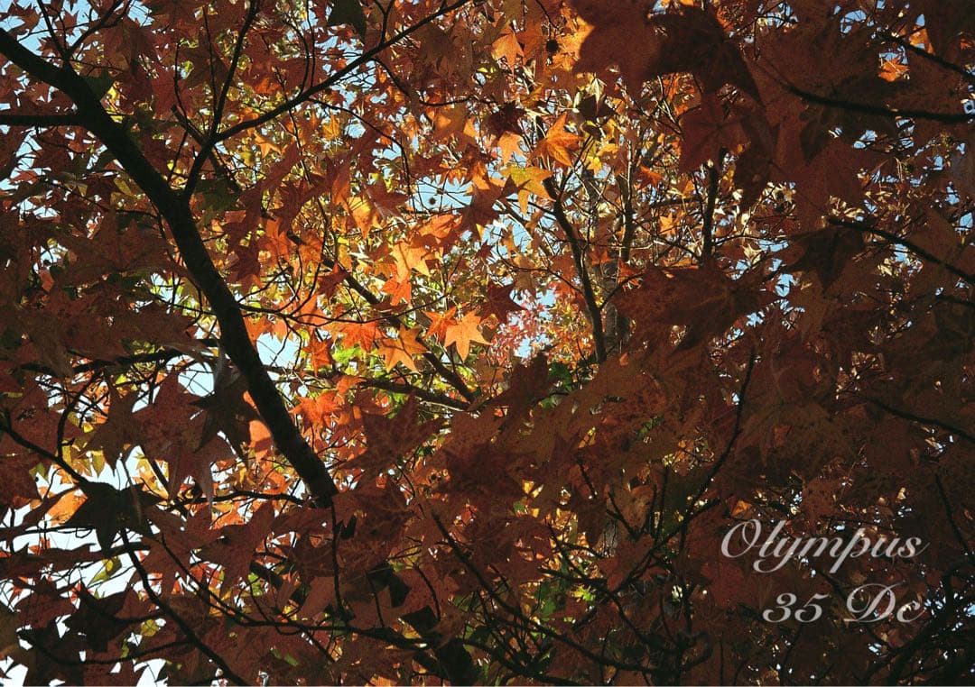 オリンパス35DC★実写テスト済み！完動品＊美品＊整備品★f1.7レンズ搭載！