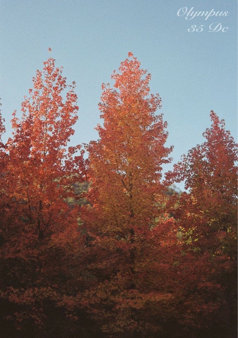 オリンパス35DC★実写テスト済み！完動品＊美品＊整備品★f1.7レンズ搭載！