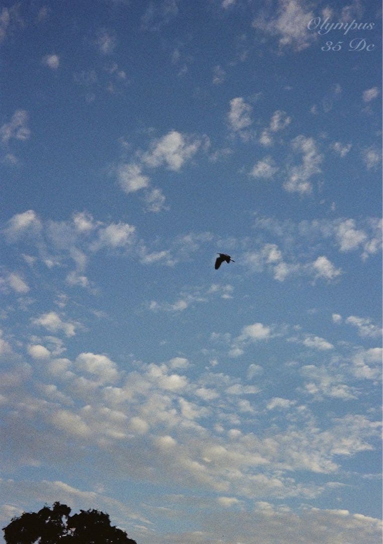 オリンパス35DC★実写テスト済み！完動品＊美品＊整備品★f1.7レンズ搭載！