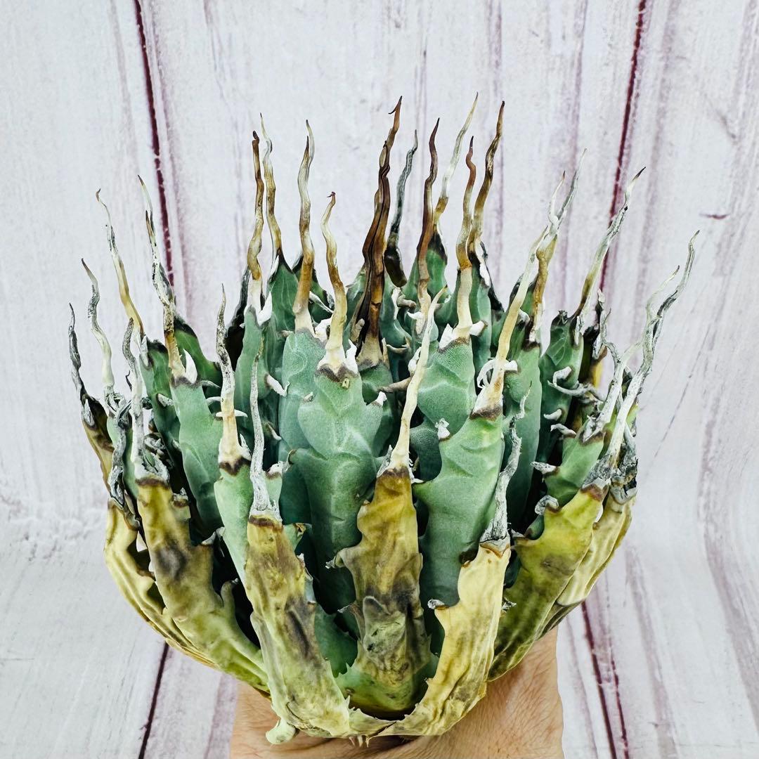 13 アガベ ユタエンシス エボリスピナ 陽炎