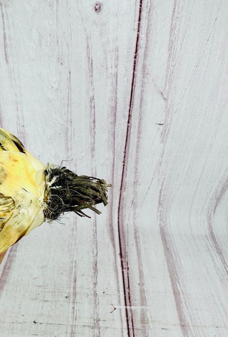 13 アガベ ユタエンシス エボリスピナ 陽炎