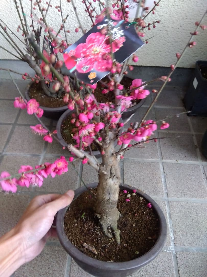梅　盆栽　6号鉢つき　特価5鉢セット❗　あ