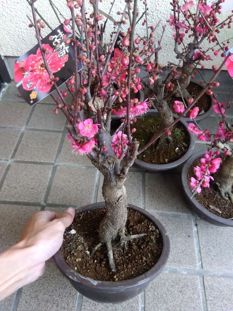 梅　盆栽　6号鉢つき　特価5鉢セット❗　あ