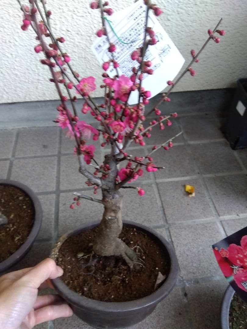 梅　盆栽　6号鉢つき　特価5鉢セット❗　あ