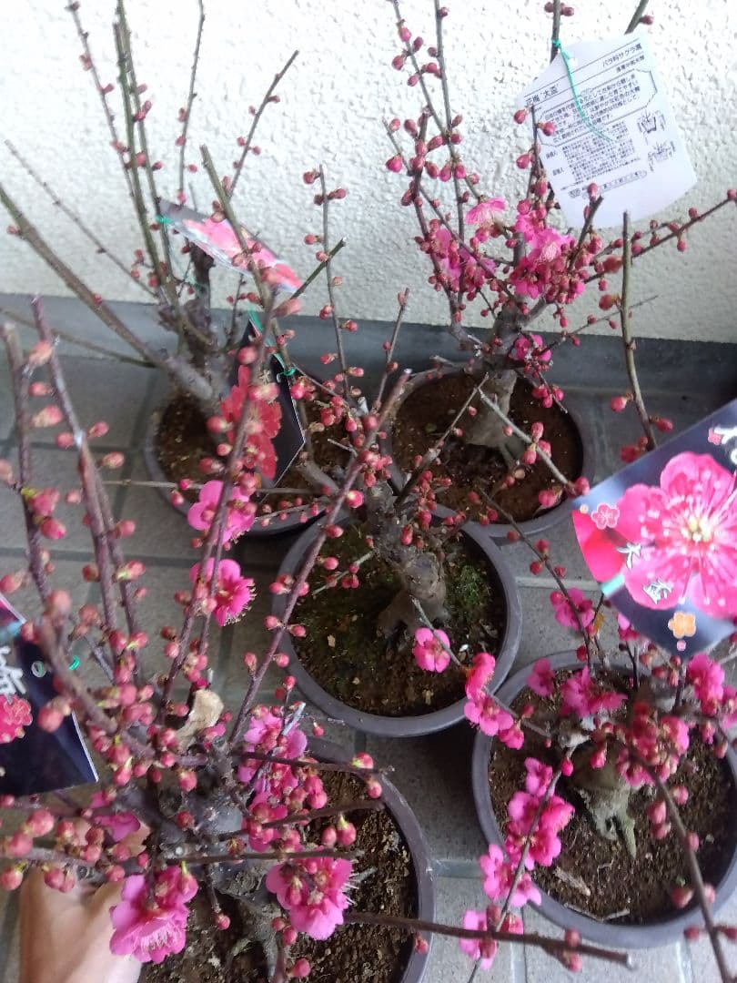梅　盆栽　6号鉢つき　特価5鉢セット❗　あ