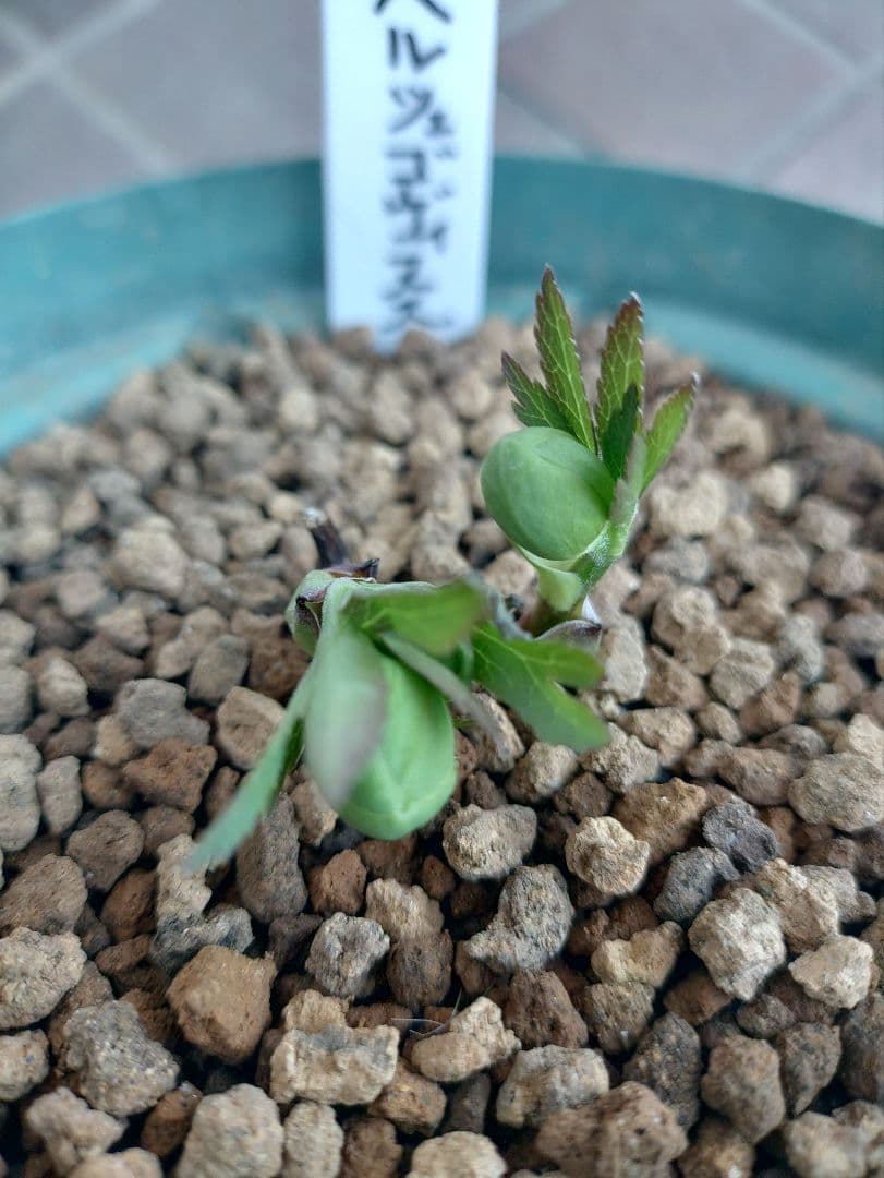 K*5様 原種クリスマスローズ　ムルチフィダス•ヘルツェゴヴィヌス　６号スリット