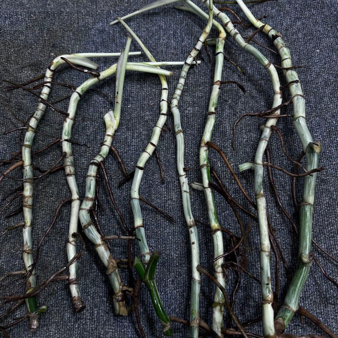 な*け様 斑入りモンステラホワイトタイガー茎8株おまとめ