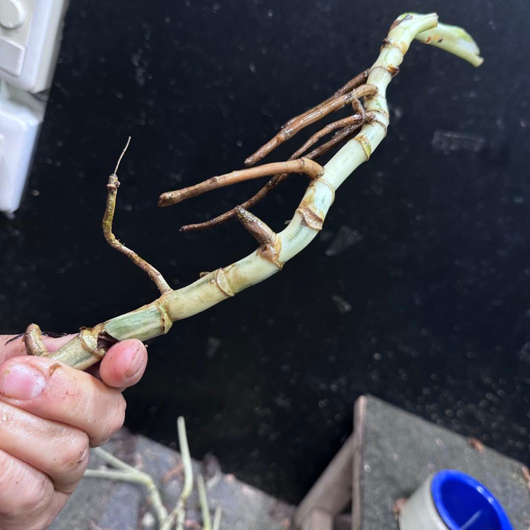 な*け様 斑入りモンステラホワイトタイガー茎8株おまとめ