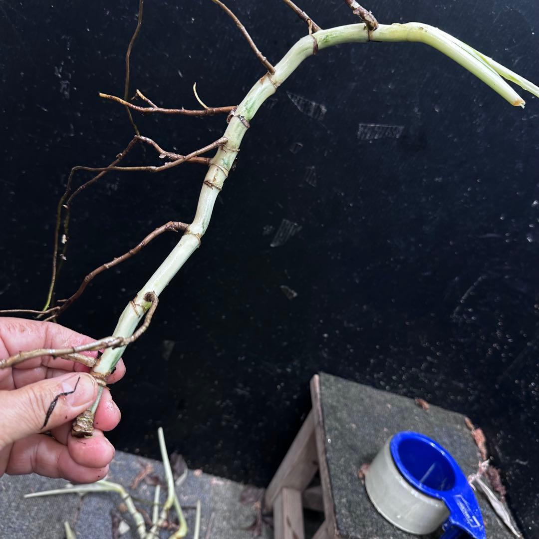 な*け様 斑入りモンステラホワイトタイガー茎8株おまとめ