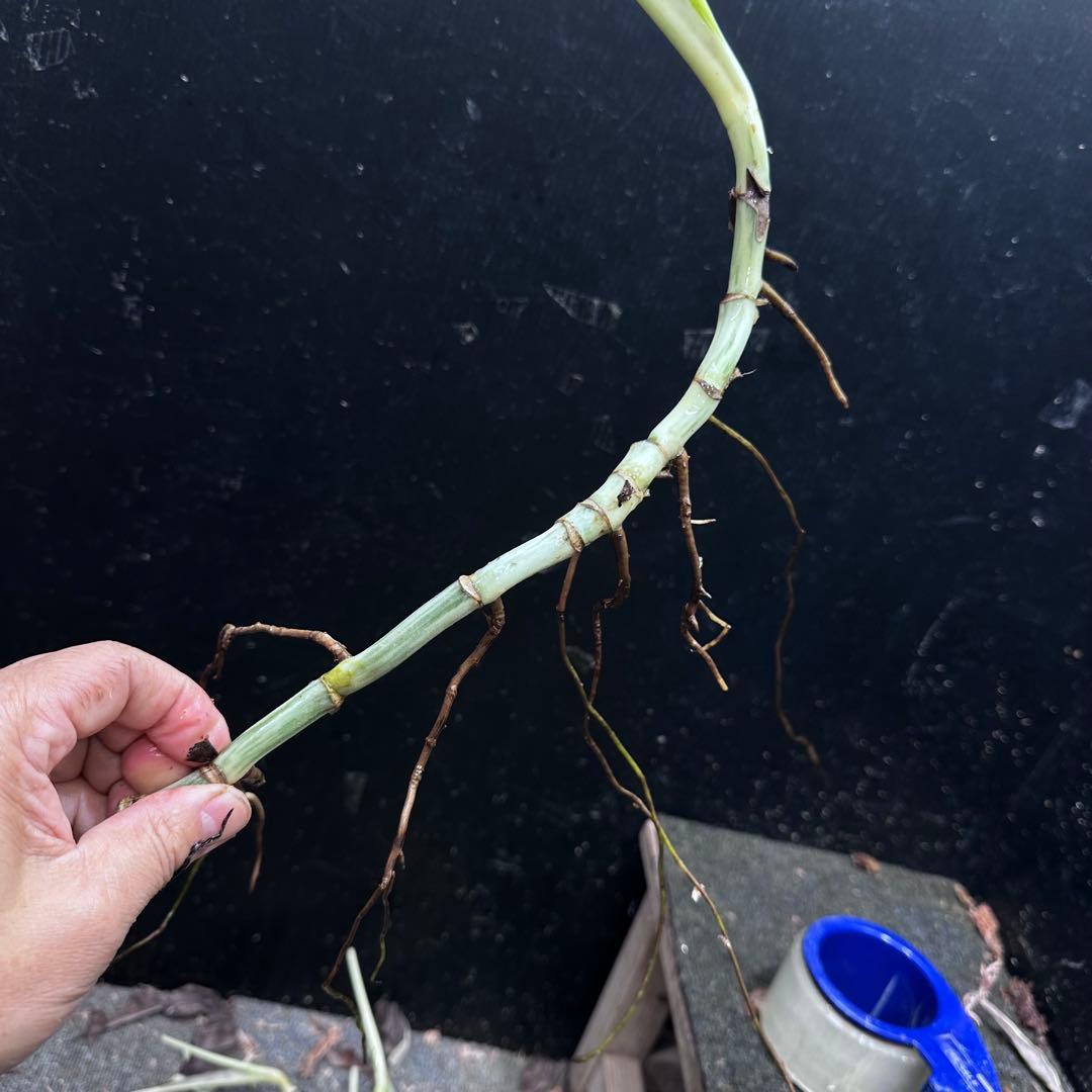 な*け様 斑入りモンステラホワイトタイガー茎8株おまとめ