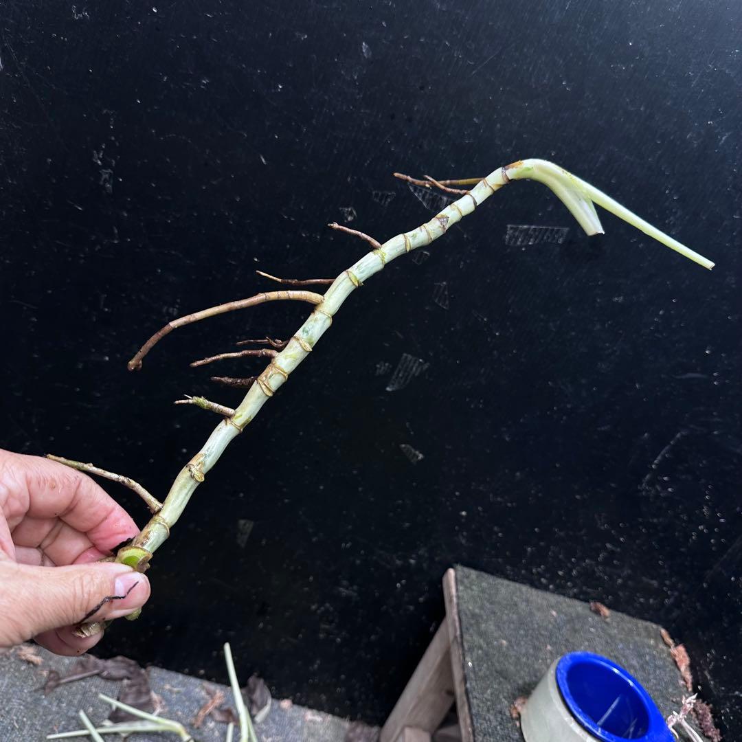 な*け様 斑入りモンステラホワイトタイガー茎8株おまとめ