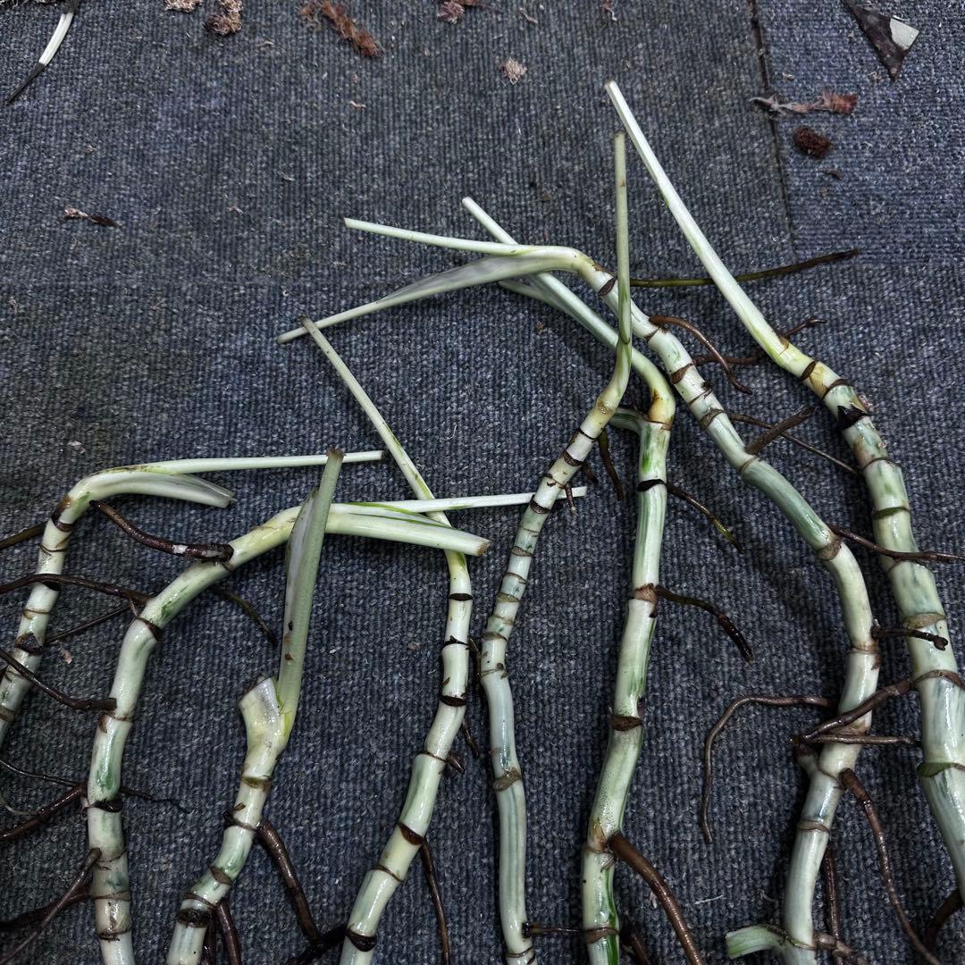 な*け様 斑入りモンステラホワイトタイガー茎8株おまとめ