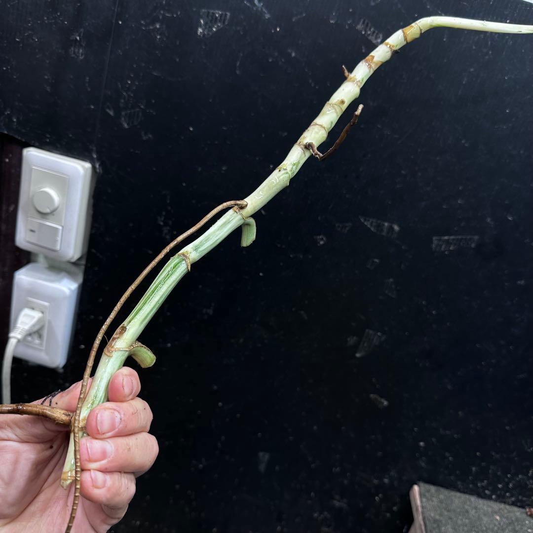 な*け様 斑入りモンステラホワイトタイガー茎8株おまとめ