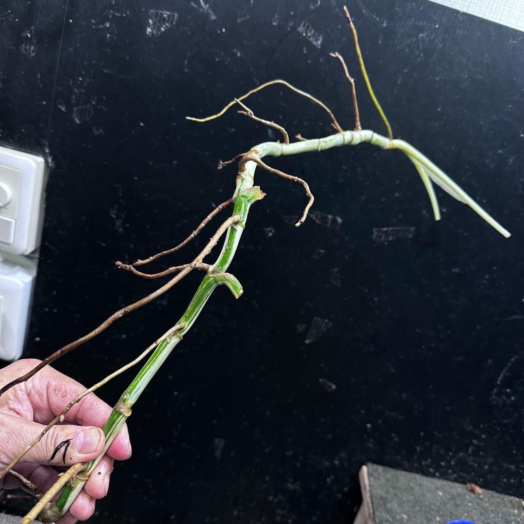 な*け様 斑入りモンステラホワイトタイガー茎8株おまとめ