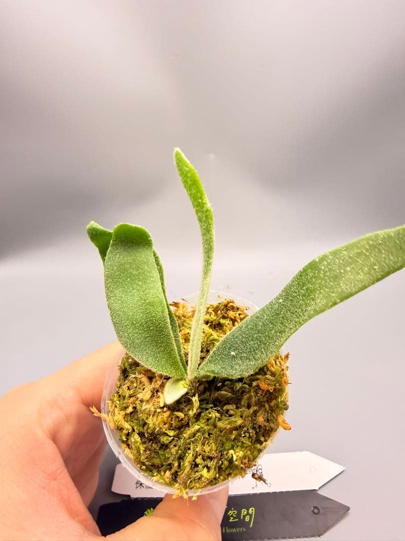 ＠*む様 ビカクシダ willinckii Golden Boy sporeli