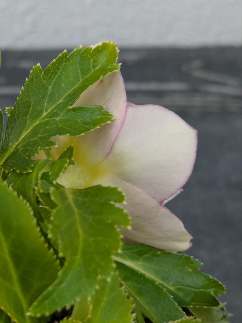 広瀬園芸 クリスマスローズ オーレア系ピンクグラデーションdd※訳あり