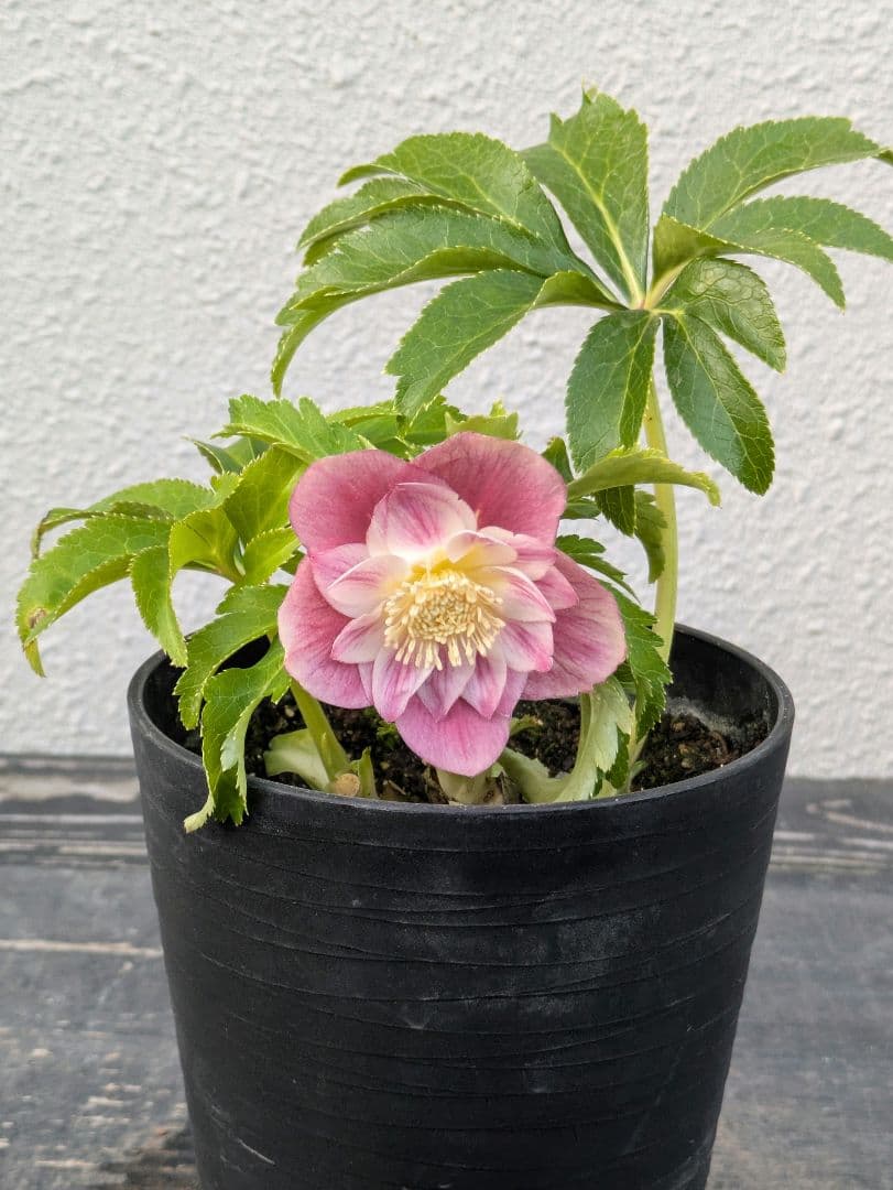 広瀬園芸 クリスマスローズ オーレア系ピンクグラデーションdd※訳あり