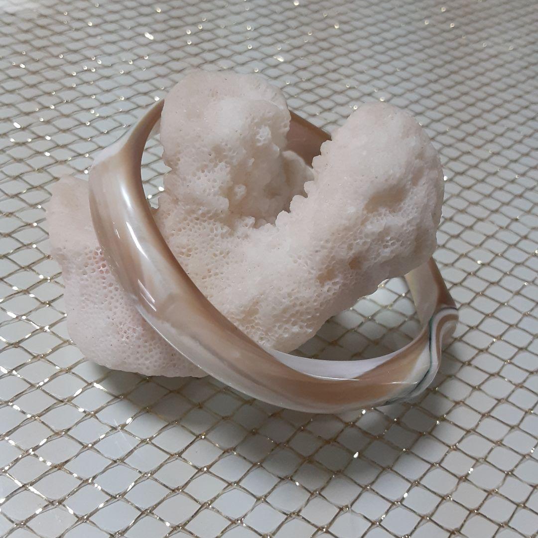 夜光貝　(6点おまとめ/ペロちゃん。❤︎お取り置き中)