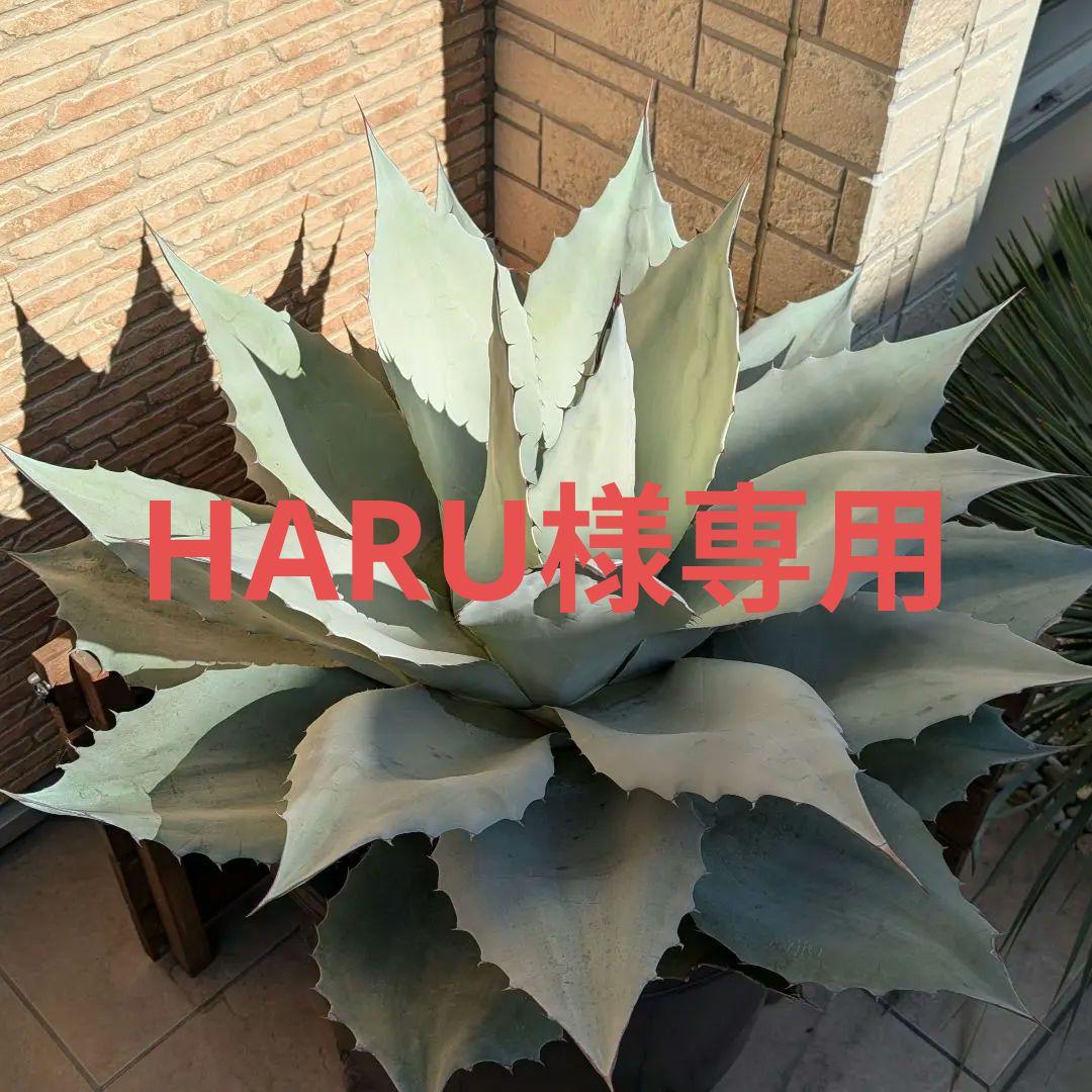 アガベ　オバティフォリアフロスティブルー　大株　鉢ごと　引き取り限定