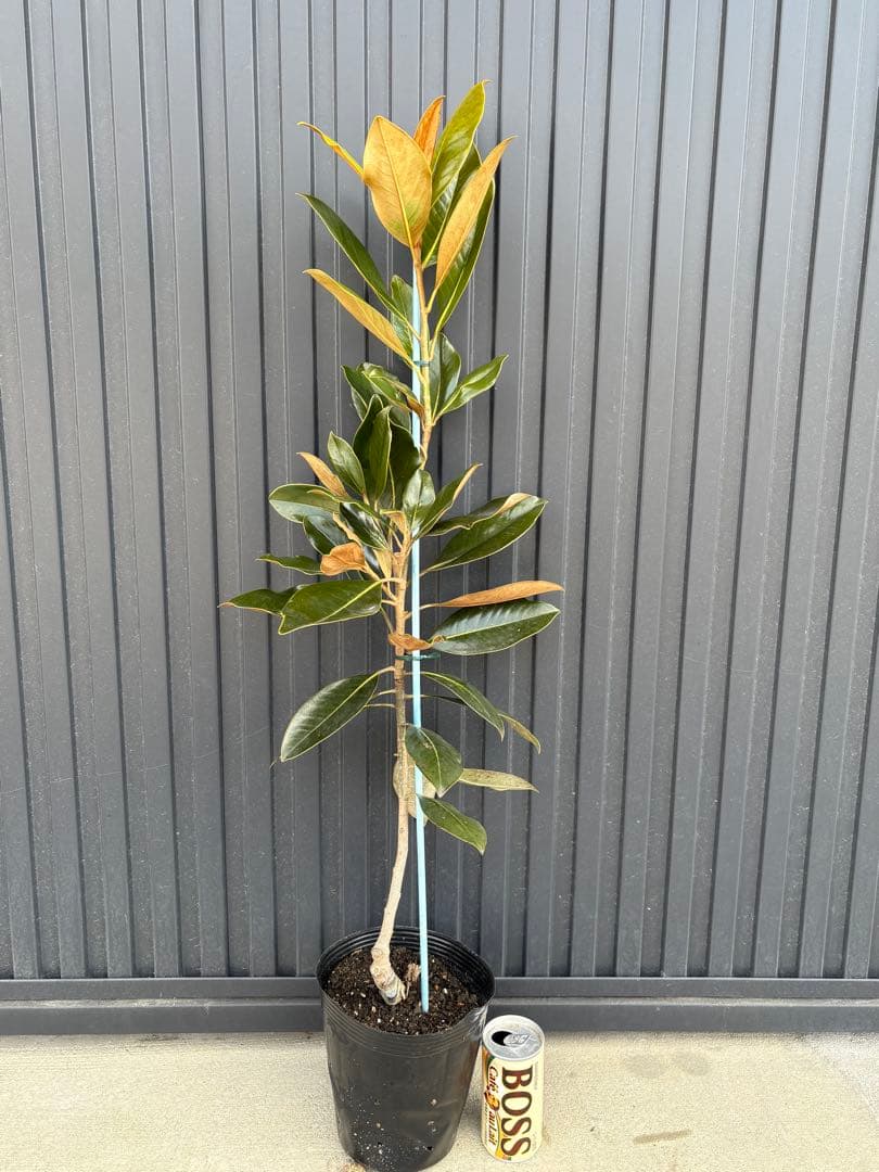 ‼️タイムセール‼️◆タイサンボク　リトルジェム◆接木◆シンボルツリー◆