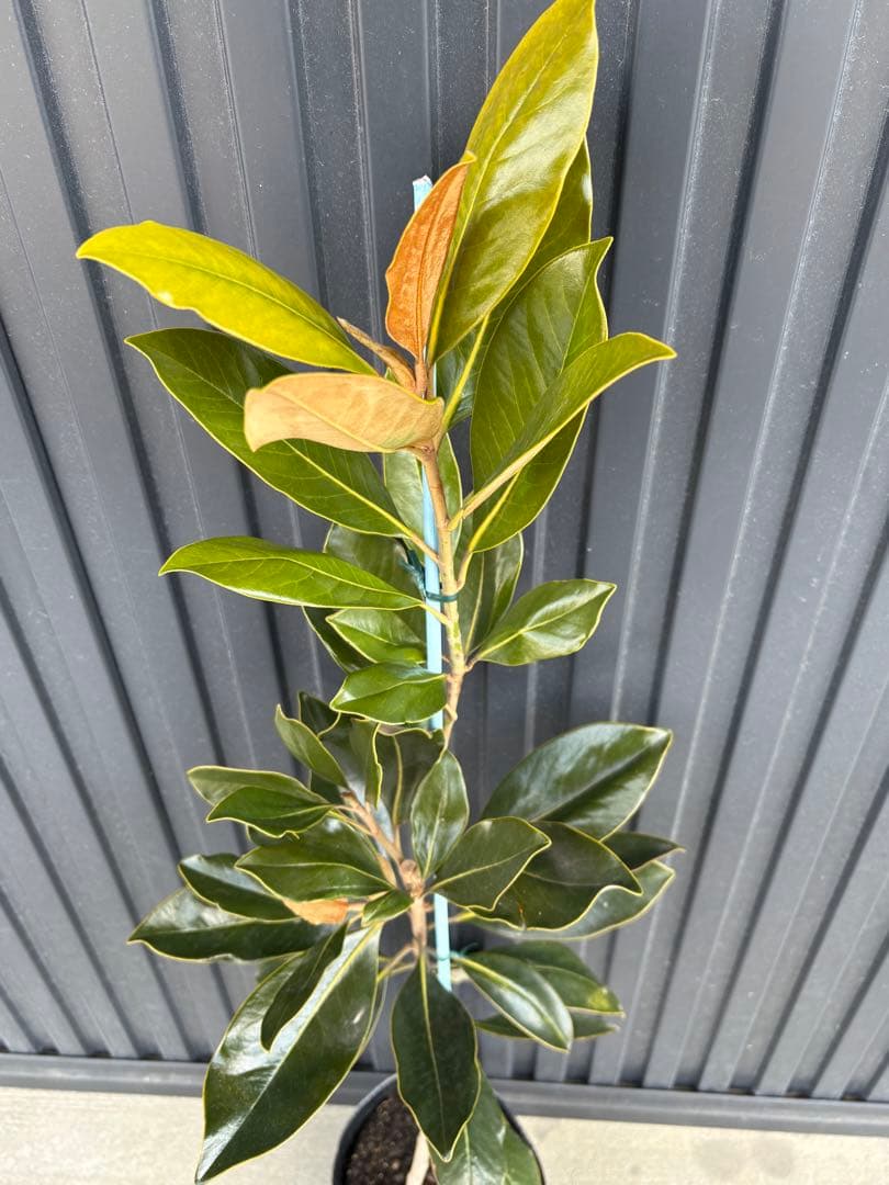 ‼️タイムセール‼️◆タイサンボク　リトルジェム◆接木◆シンボルツリー◆