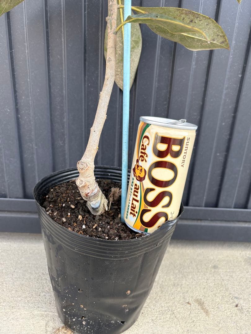 ‼️タイムセール‼️◆タイサンボク　リトルジェム◆接木◆シンボルツリー◆