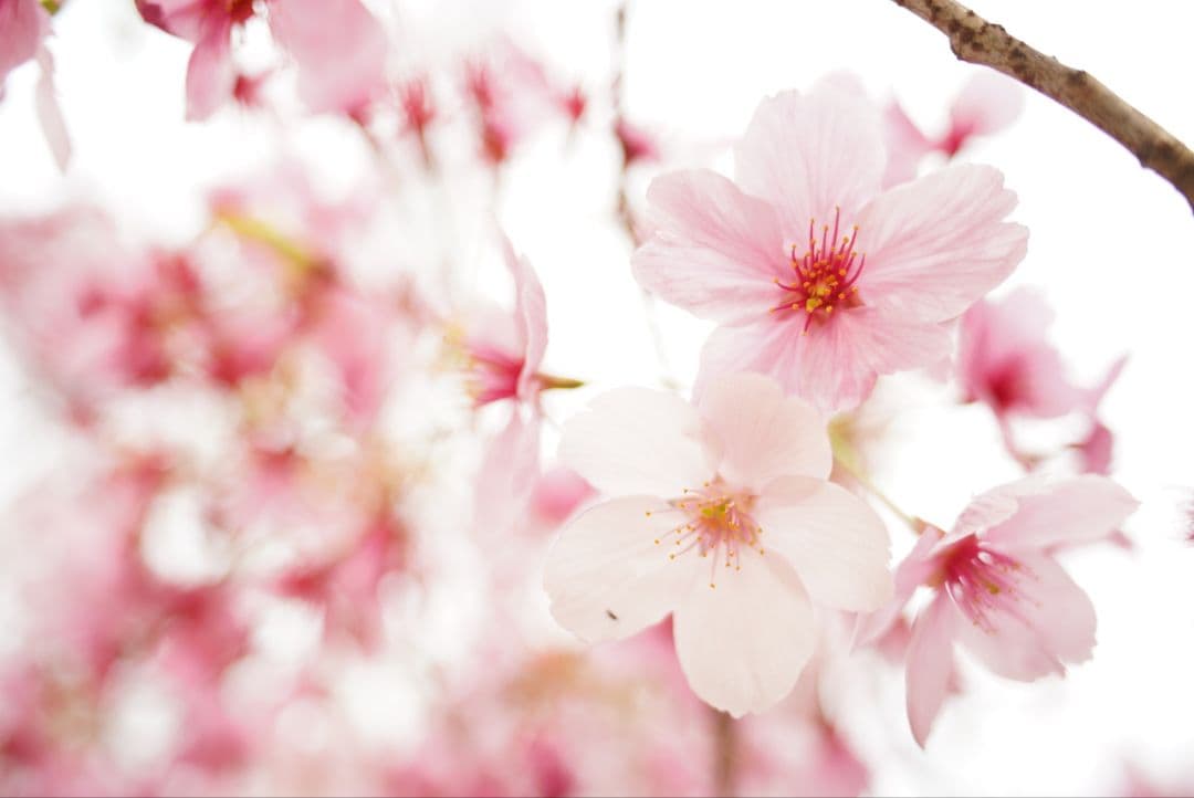 【動作確認済】Nikon Ai-s 28mm f2.8 純正付属品&初期保証付